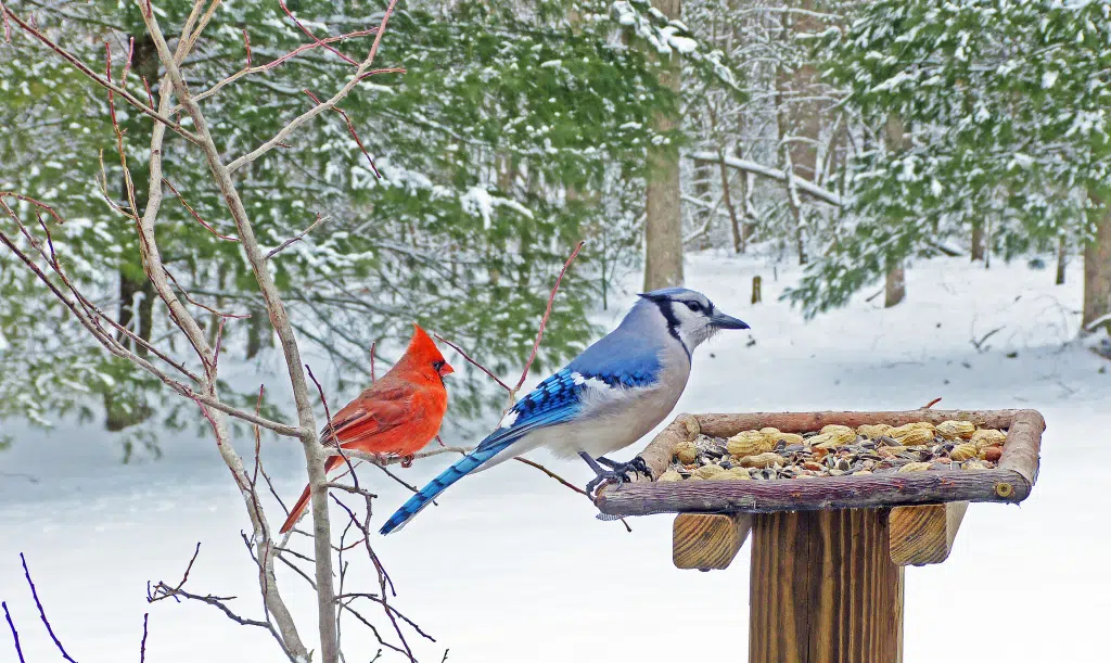 Spiritual Meaning of Seeing a Blue Jay and Cardinal Together