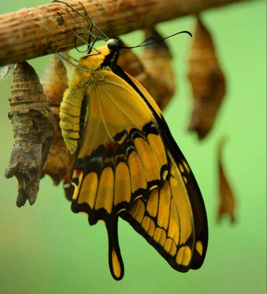 Spiritual Meaning of Black and Yellow Butterfly